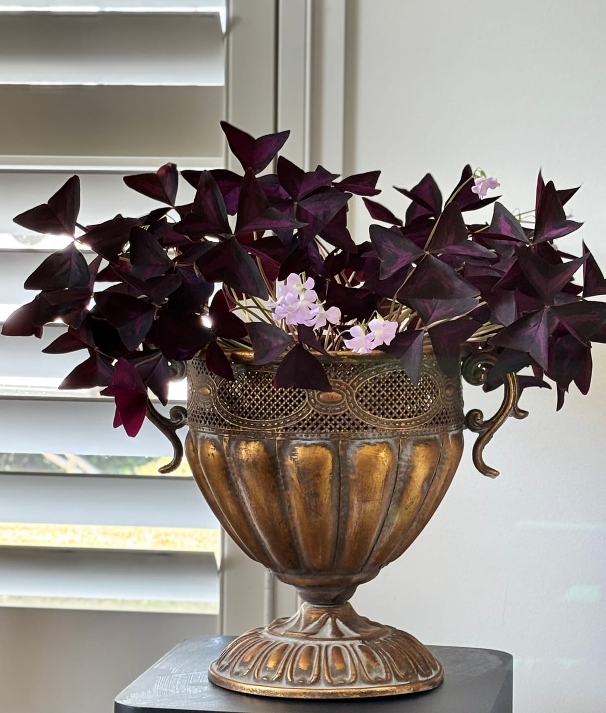 Customer photo review of Benjamin French Provincial Urn Planter, Antique Gold Metal 29cm