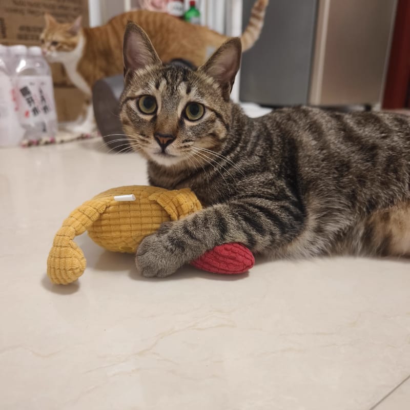 Customer photo review of PurrClean™ Peluche Dental