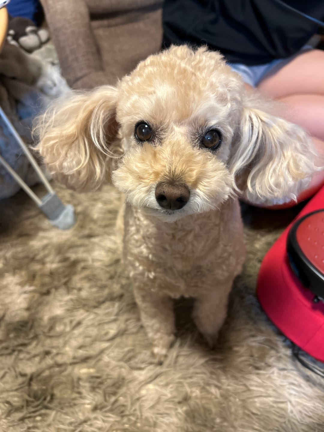 Customer photo review of 本物そっくり♪ペットクッション