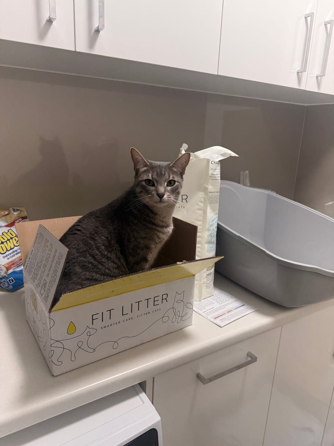 Customer photo review of Fit Litter