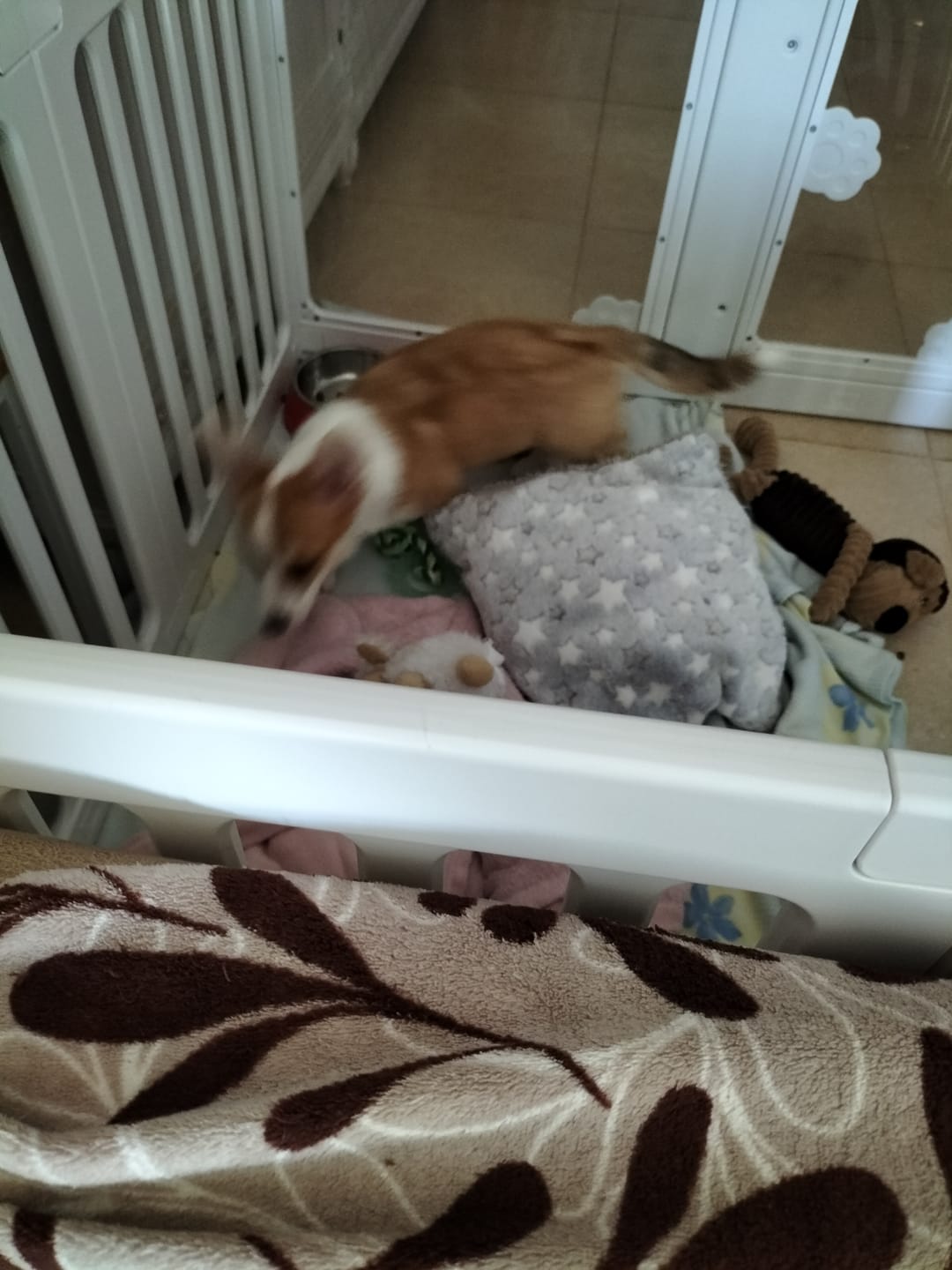 Customer photo review of Grain Free Puppy Salmon & Turkey