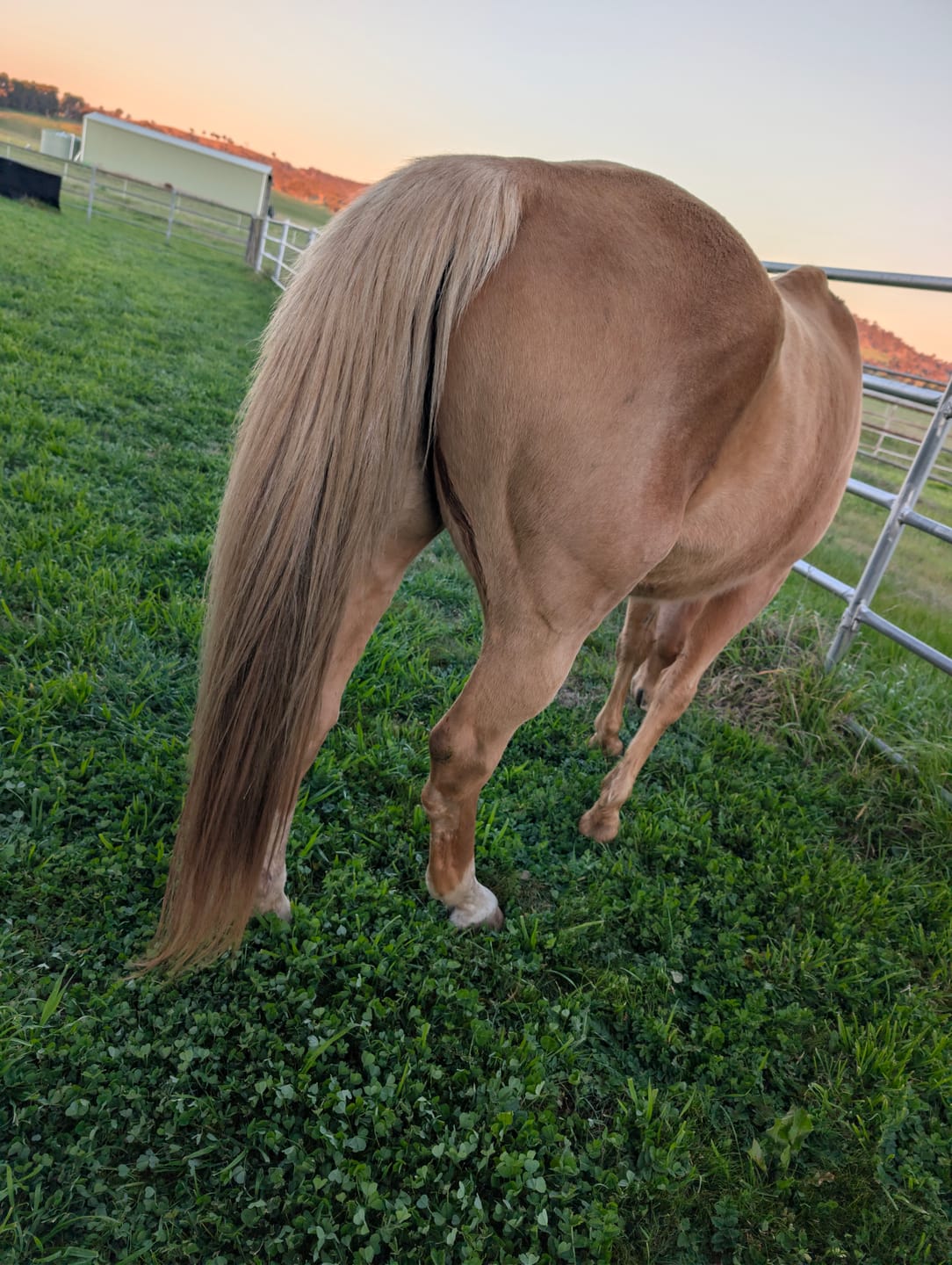 Customer photo review of Queen's Brush - Royal Mane & Tail Brush