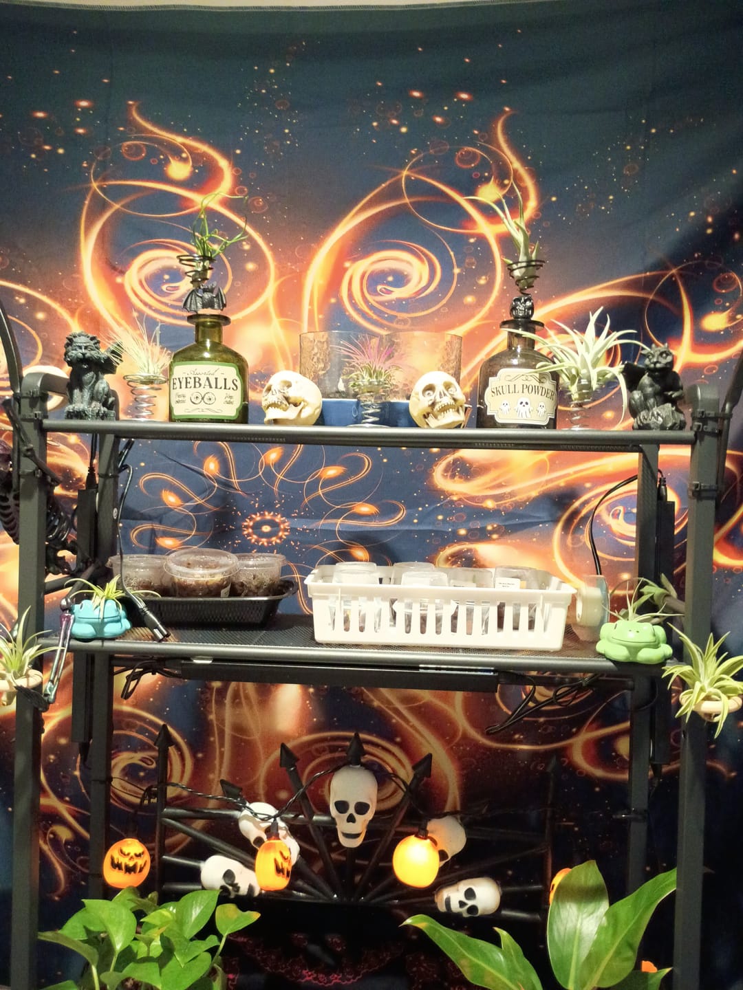 Customer photo review of Air Plant + Accessories Mystery Box  LIMITED TIME SPECIAL DISCOUNT!  5 Tiers Available