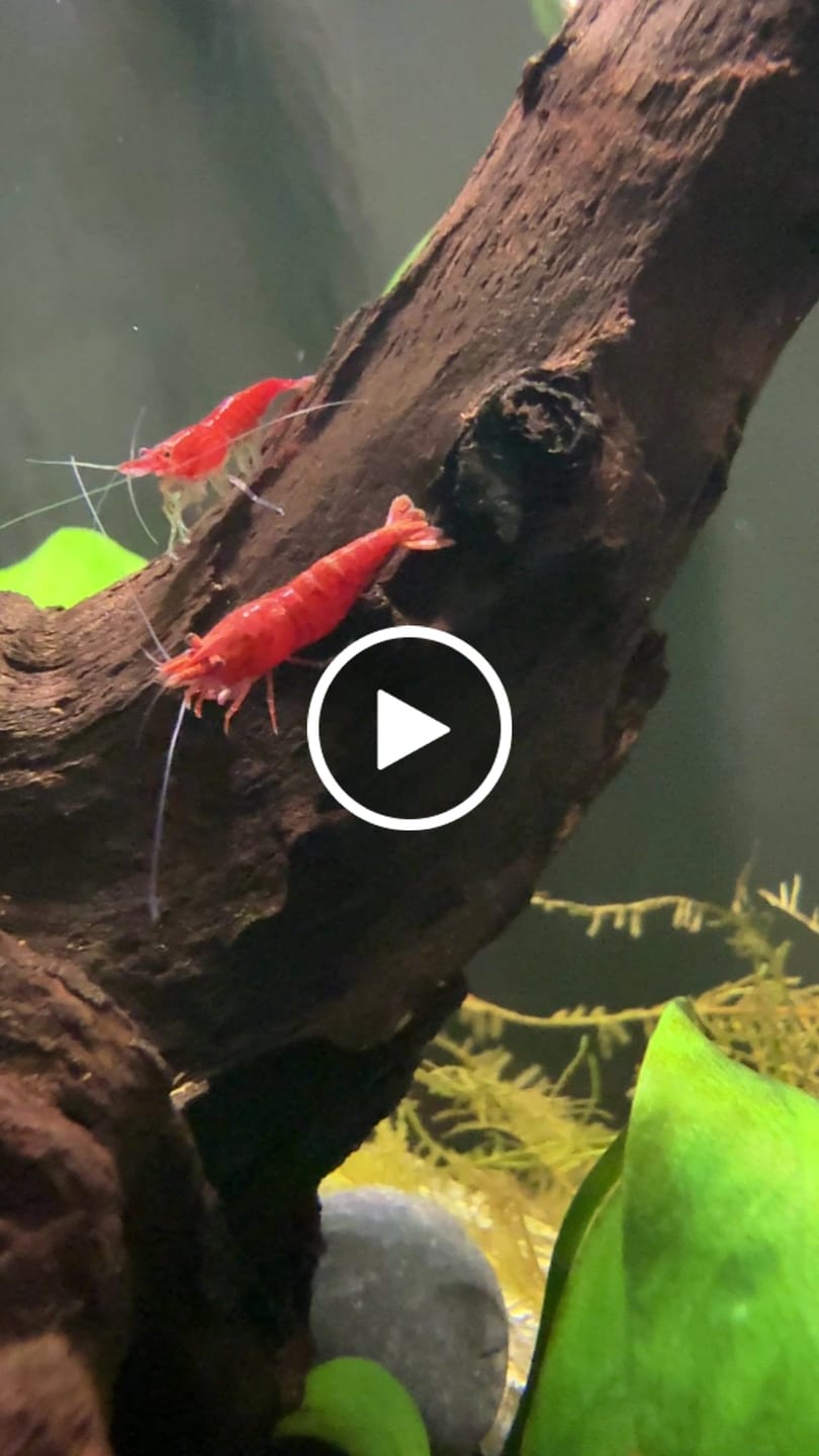 Customer video review of Fire Red Cherry Shrimp