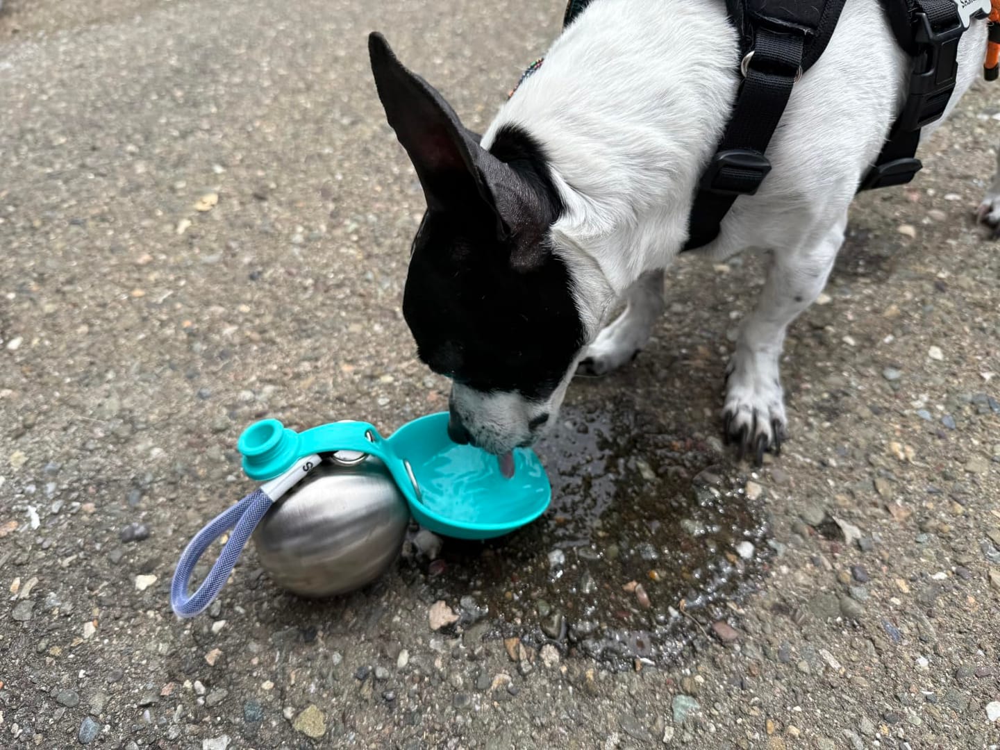 Customer photo review of Pawlytic Lab HydroLoop™ — Less Gear. More Walk.