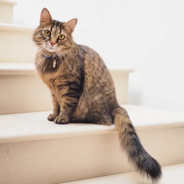 Customer photo review of Glempaws™ Stress-free, Quiet, and at Home