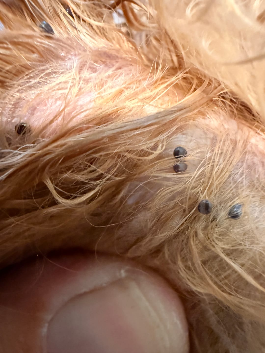 Customer photo review of FurLife™ 12 Months Flea and Tick Free