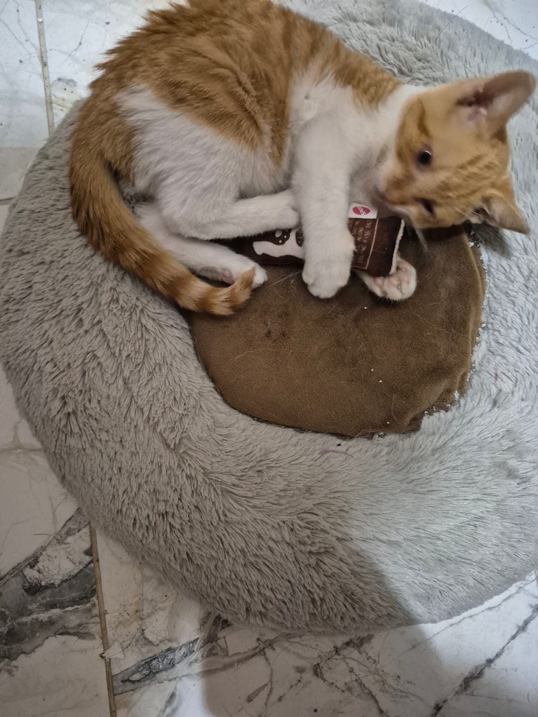 Customer photo review of Spot - Jouet Take Out pour chats