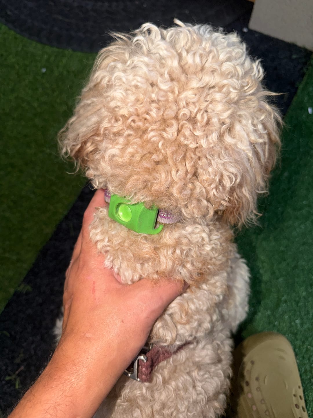 Customer photo review of FurLife™ 12 Months Flea and Tick Free