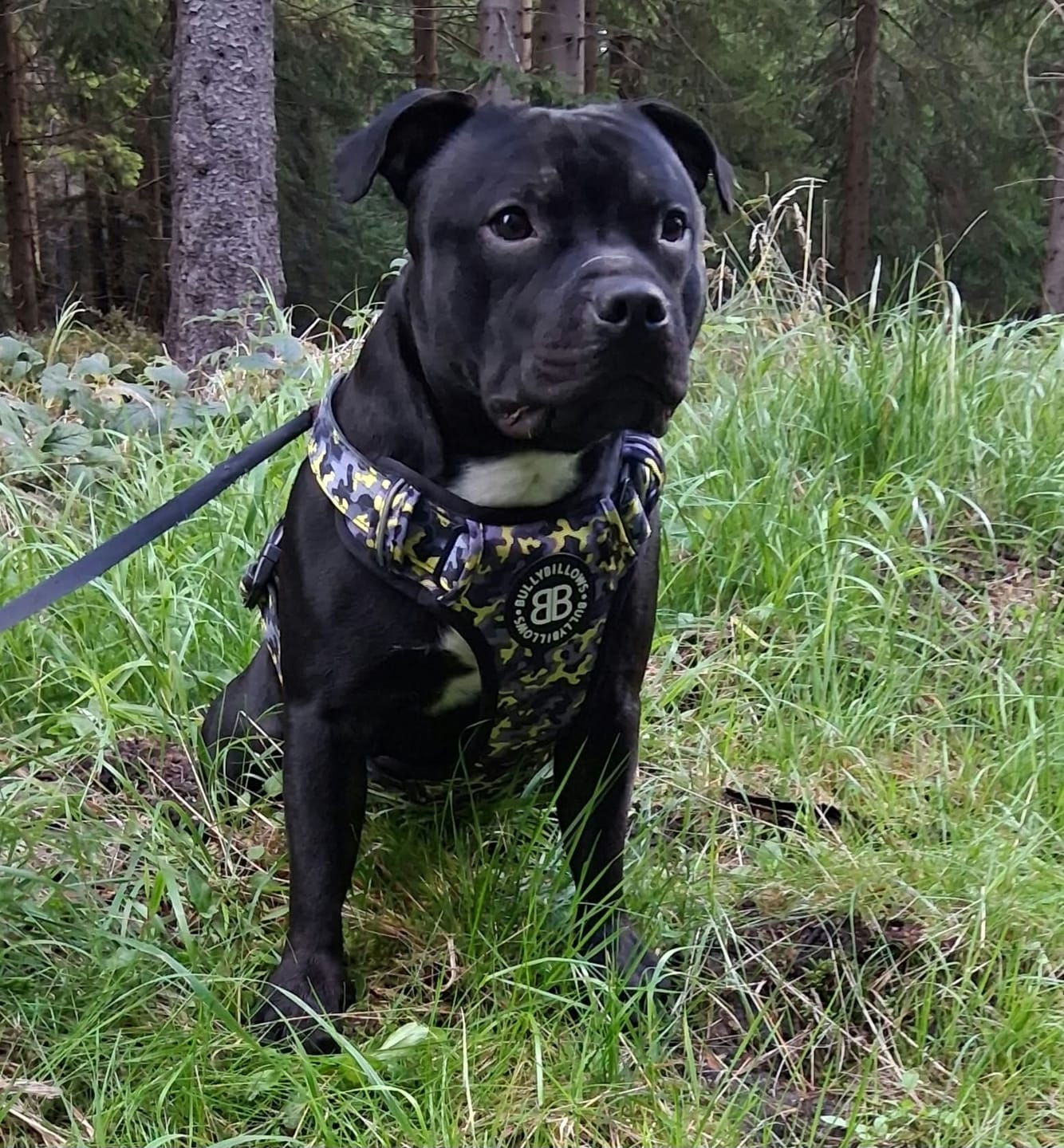 Customer photo review of Comfort Premium Harness | Non Restrictive - Lightning
