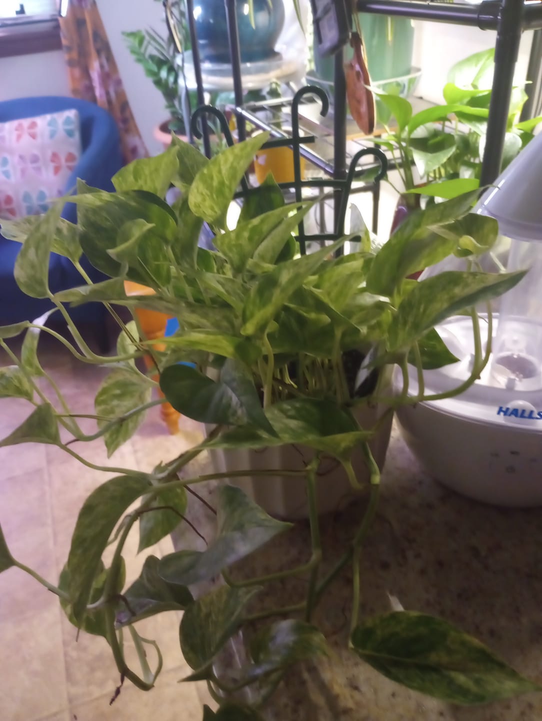 Customer photo review of Pothos Epipremnum aureum 'Marble Queen'