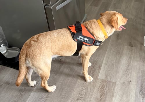 Customer's yellow dog wearing an orange personalized harness with the name Winnie and a phone number on the side.