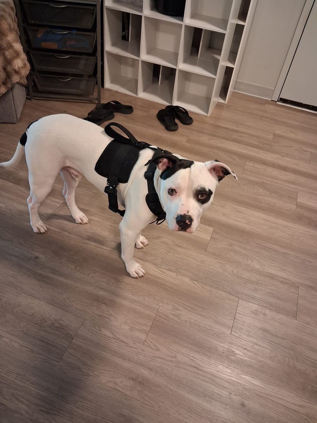 Customer photo review of No Pull Bully Proof Harness