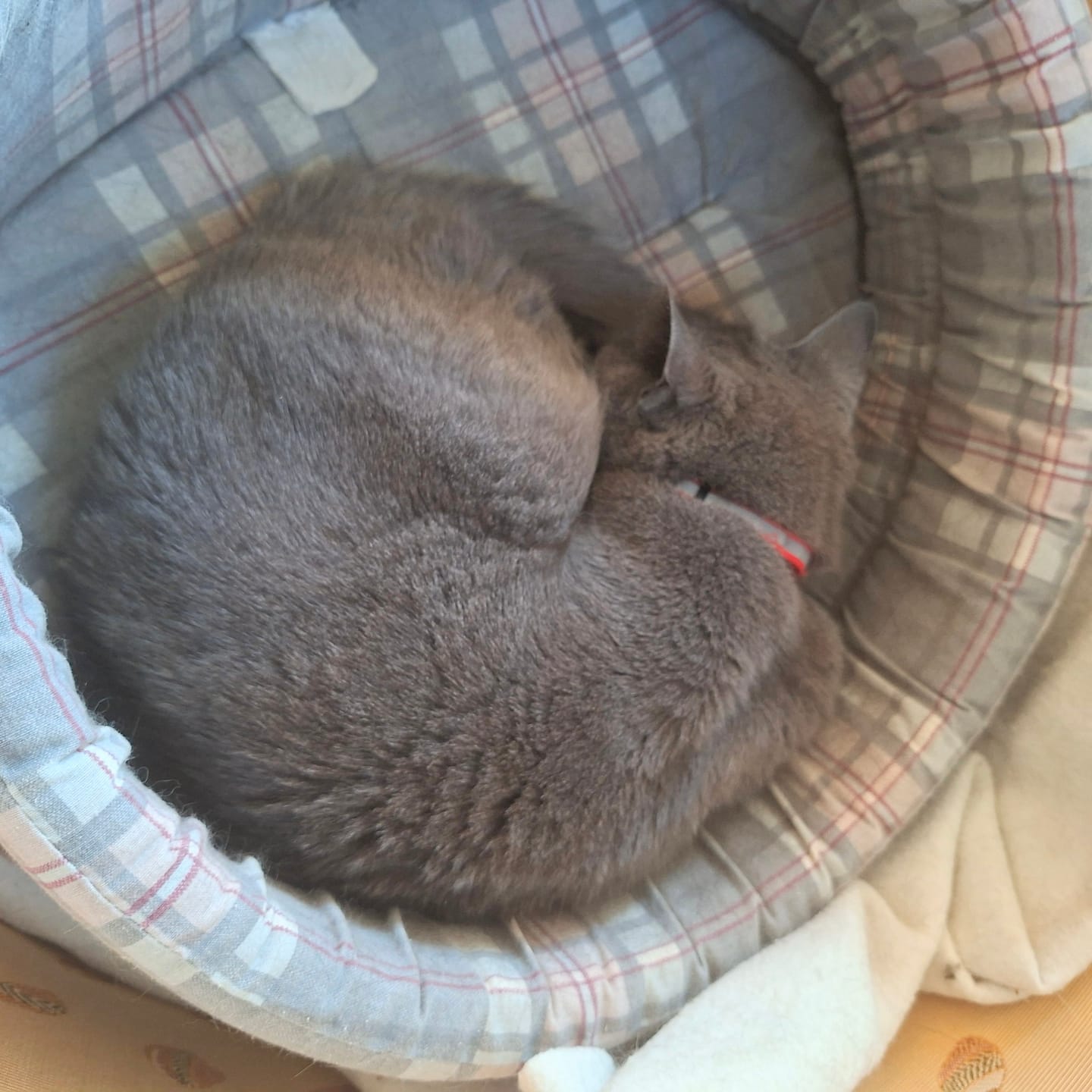 Customer photo review of Collier pour chat anti-étranglement