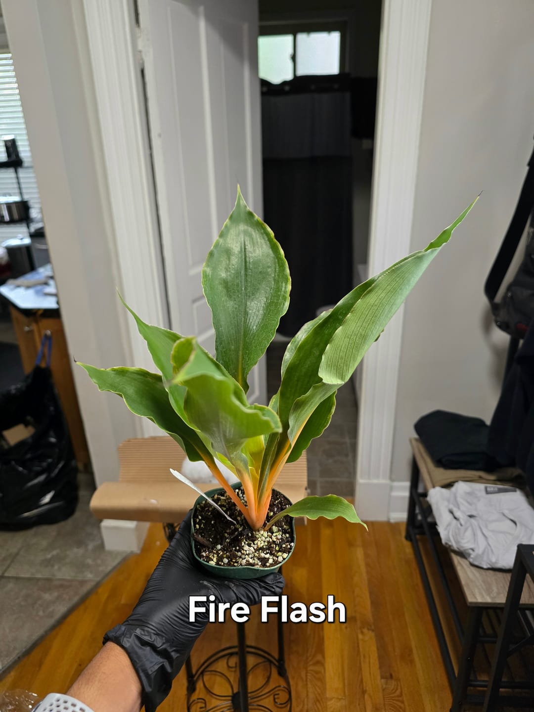 Customer photo review of Chlorophytum 'Fire Flash' 'Mandarin Orange'