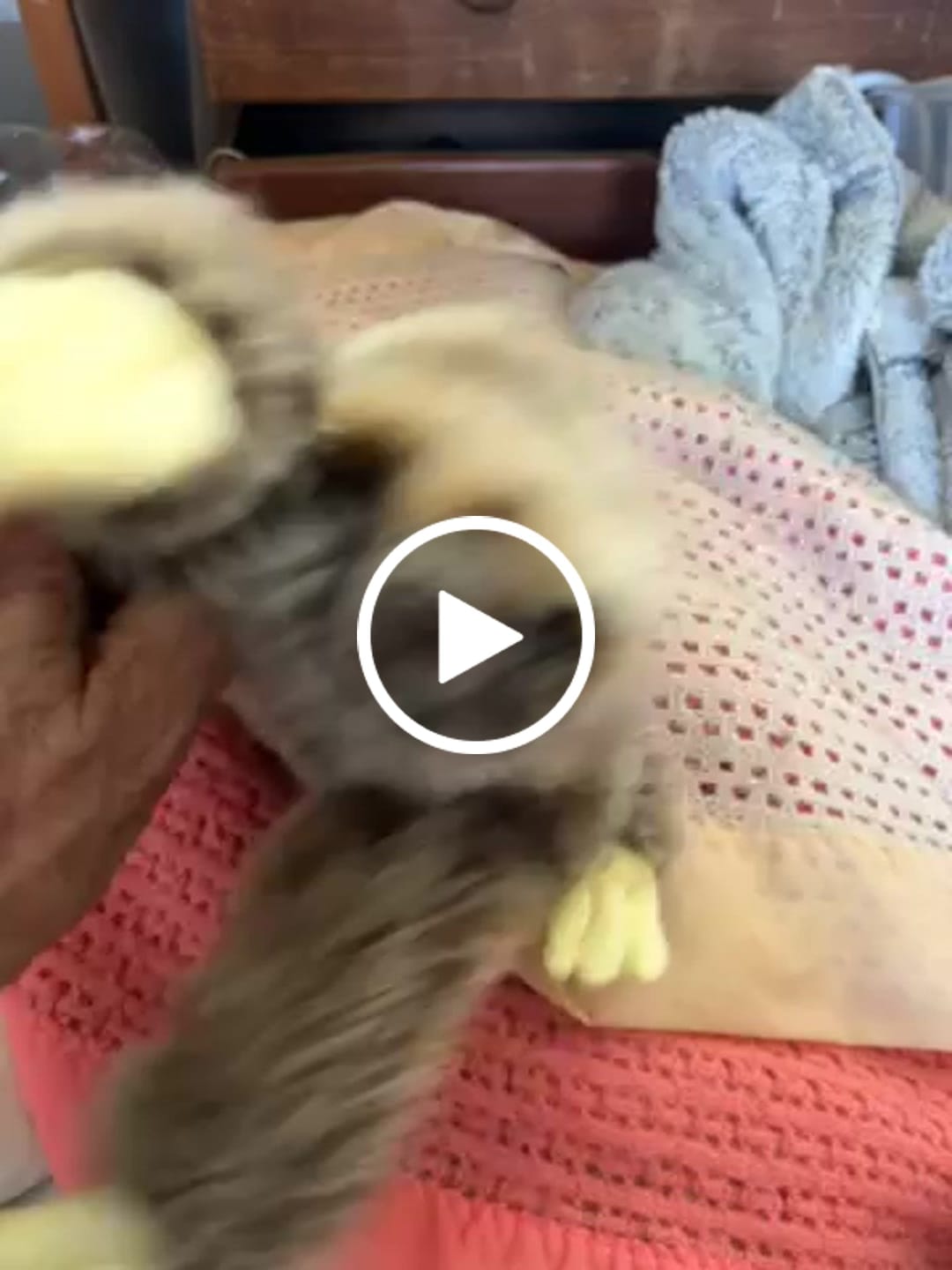 Customer video review of Sloth Soft Stuffed Plush Toy
