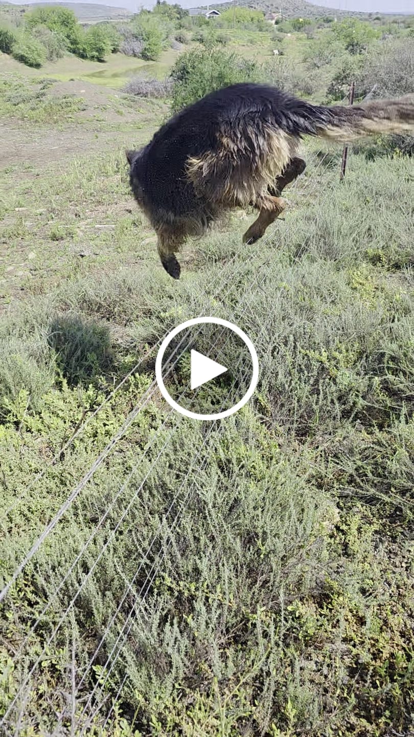 Customer video review of Flexcare Equine (Joint Supplement For Horses)
