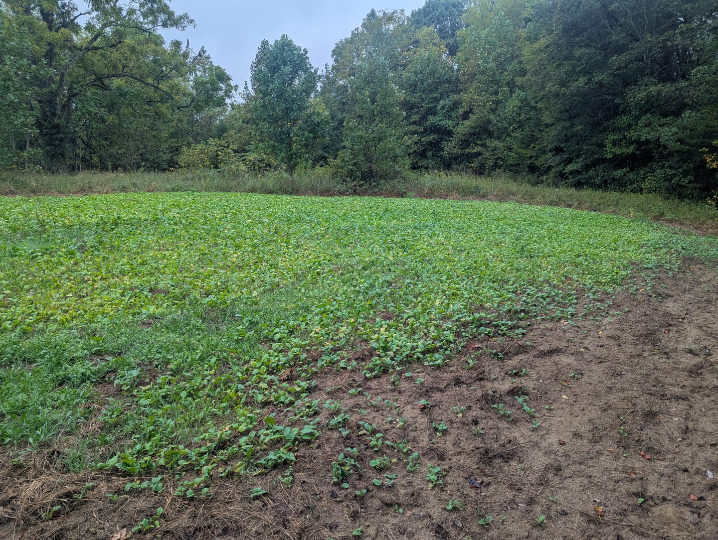 Customer photo review of No Till No Problem