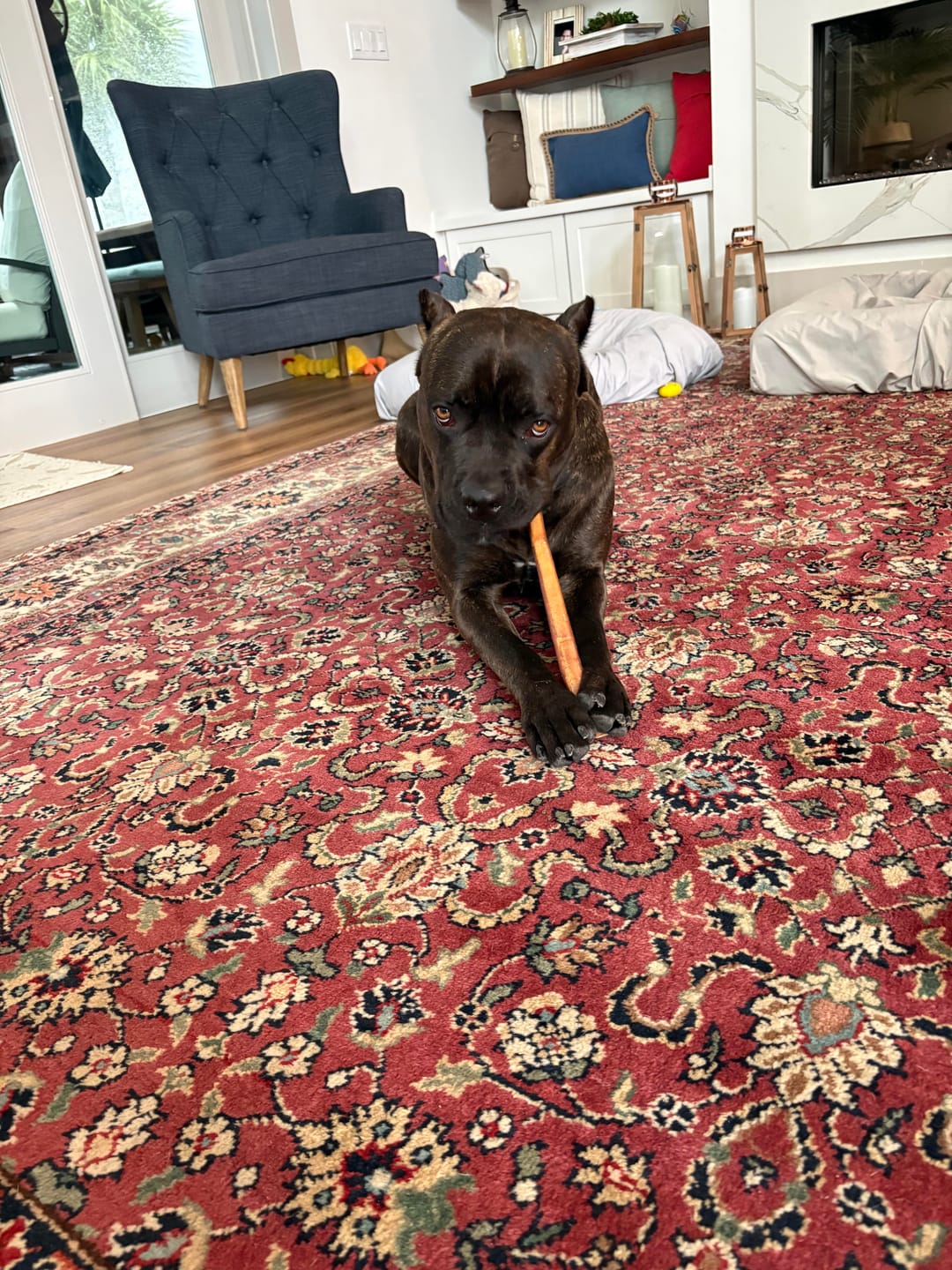 Customer photo review of Bully Sticks