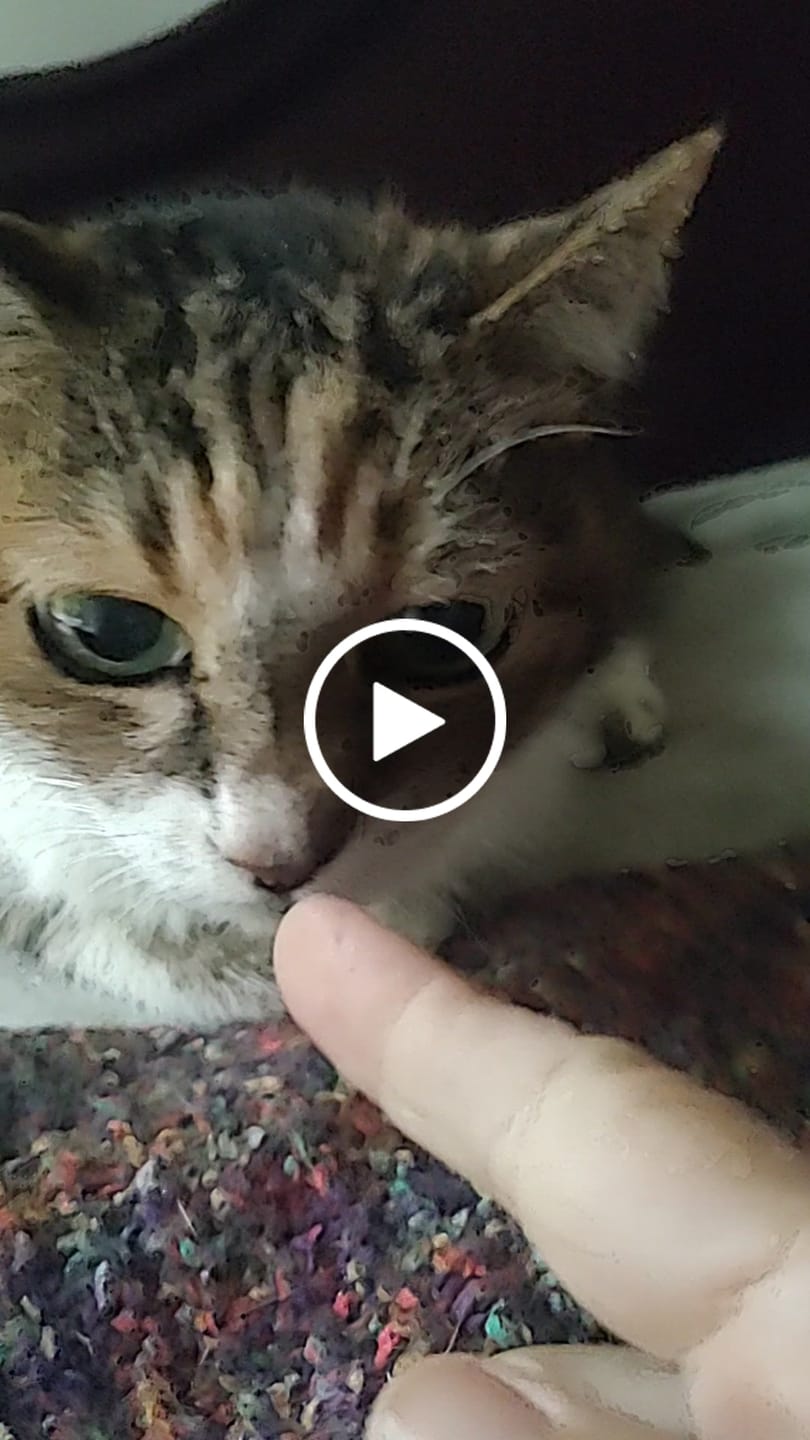Customer video review of Royal Canin Veterinary Diet - Renal Support Liquid Feline 4 pack