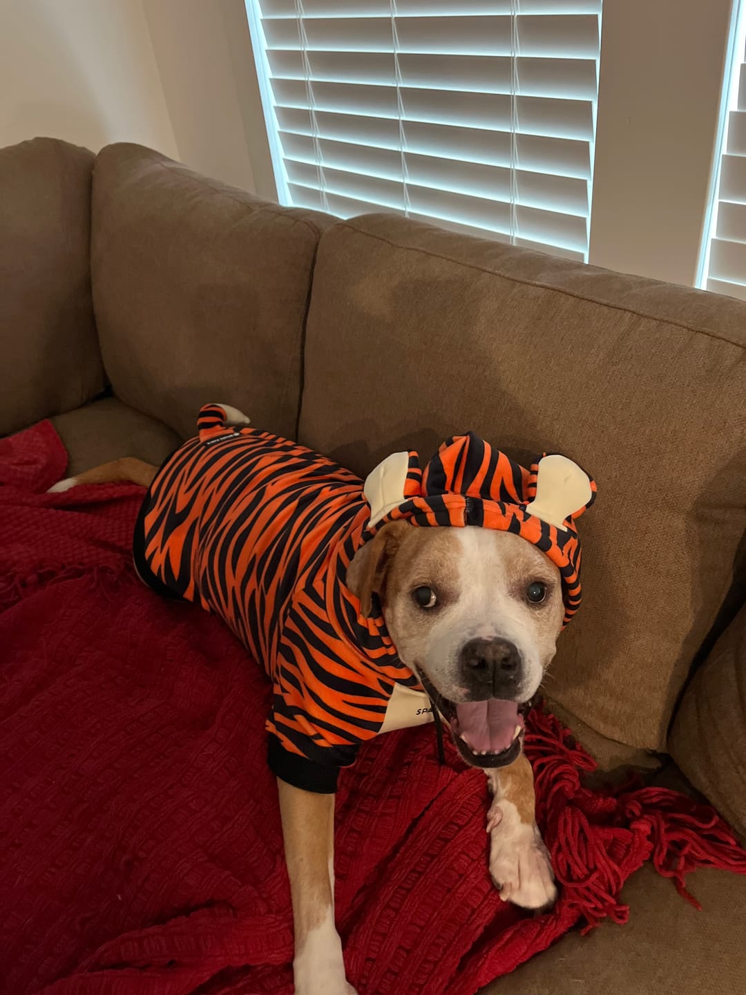 Customer photo review of Halloween Dog Hoodie - Tiger