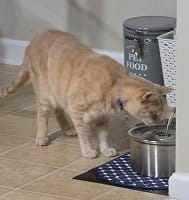 Customer photo review of PureFlow™   Pet Water Fountain