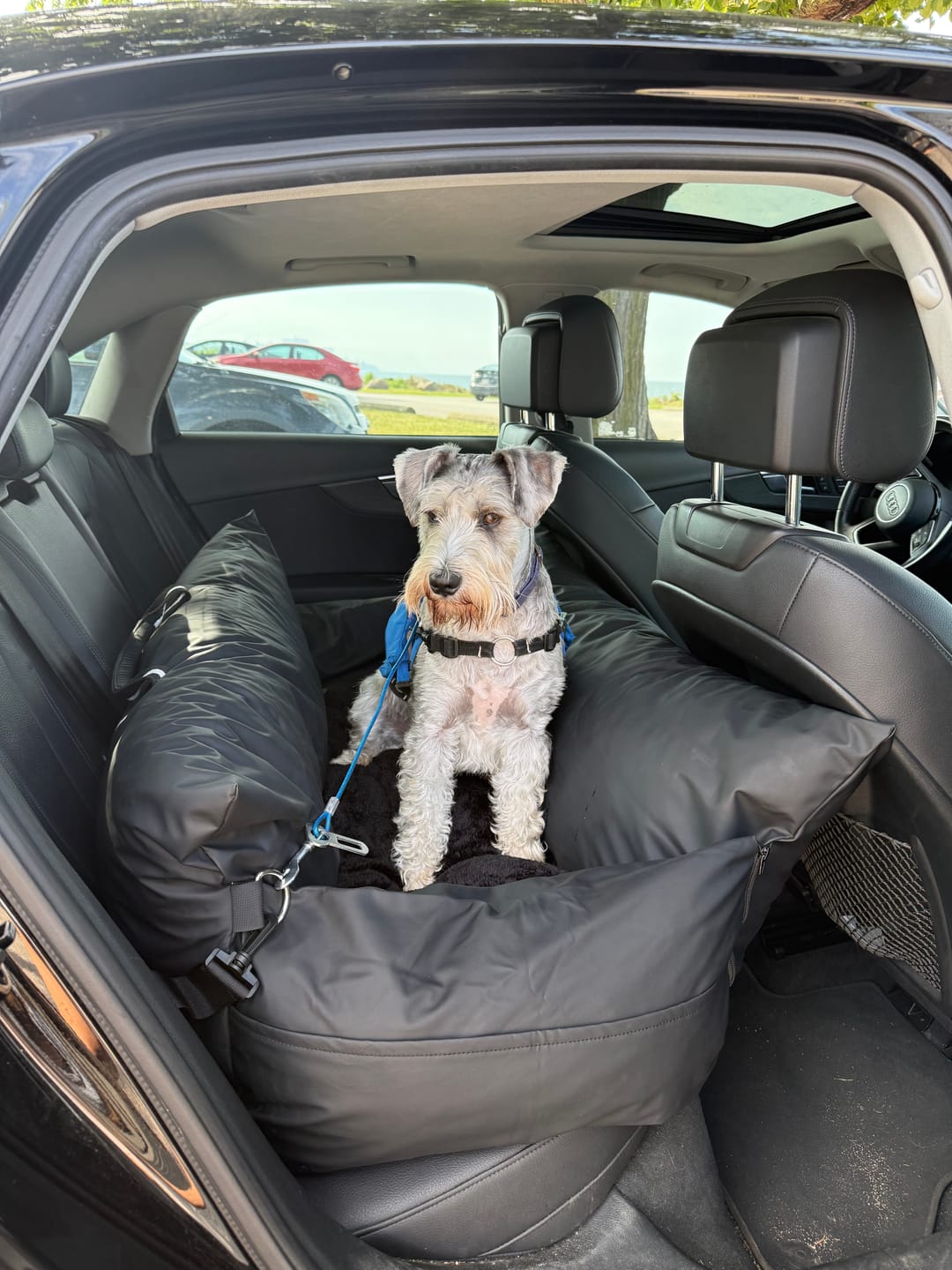 Customer photo review of Dog Dock V2 New With Latch Anchors PRE ORDER