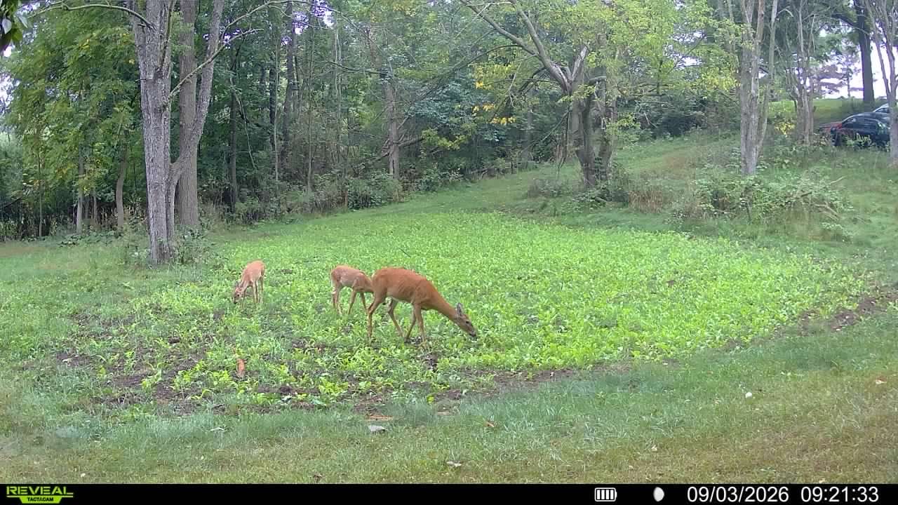 Customer photo review of No Till No Problem