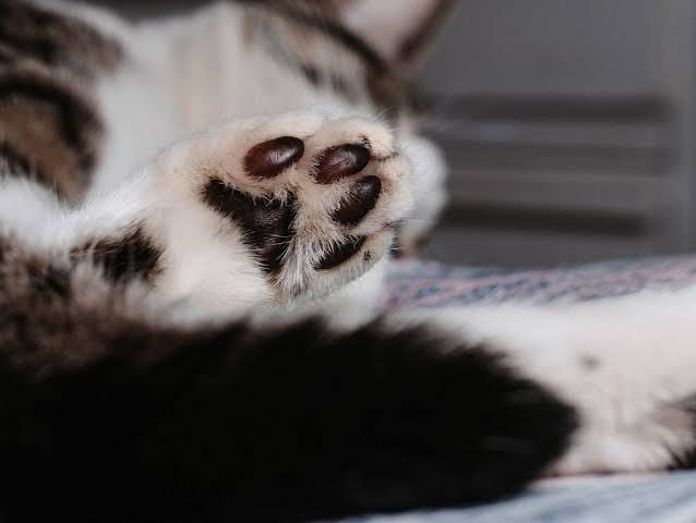 Customer photo review of Glempaws™ Stress-free, Quiet, and at Home