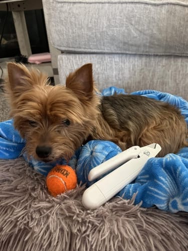 Customer photo review of Pawlytic Lab QuickScan Pro™ See The Quick. Before You Cut.