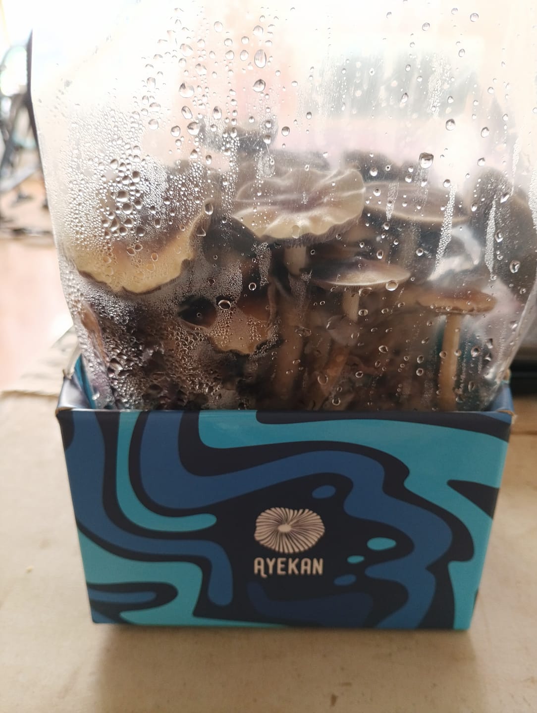 Customer photo review of Ayekan Box