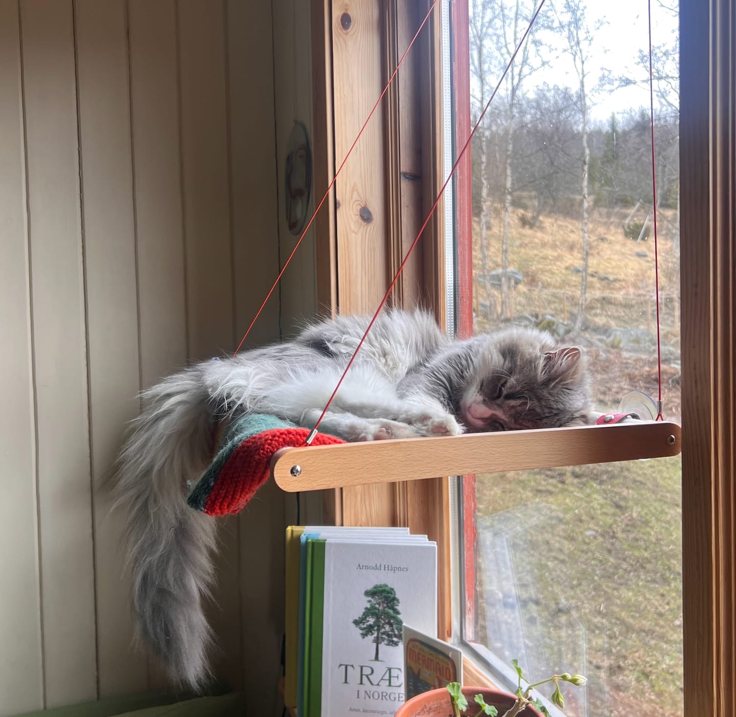 Customer photo review of Cat Hammock katteseng
