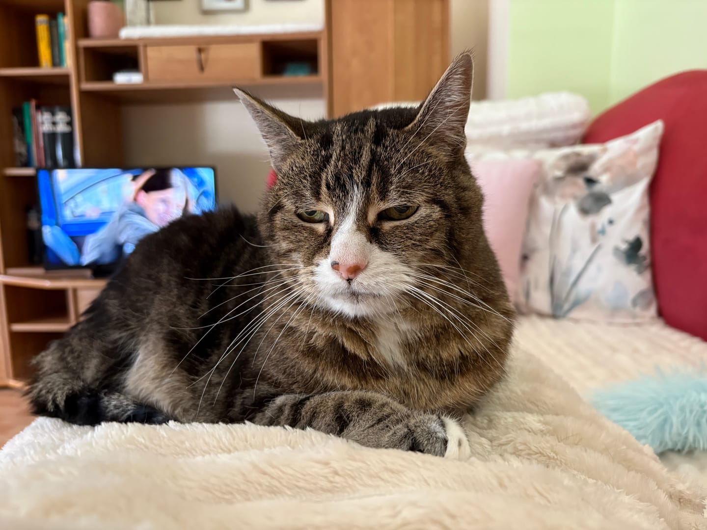 Customer photo review of Naturreines Katzenstreu