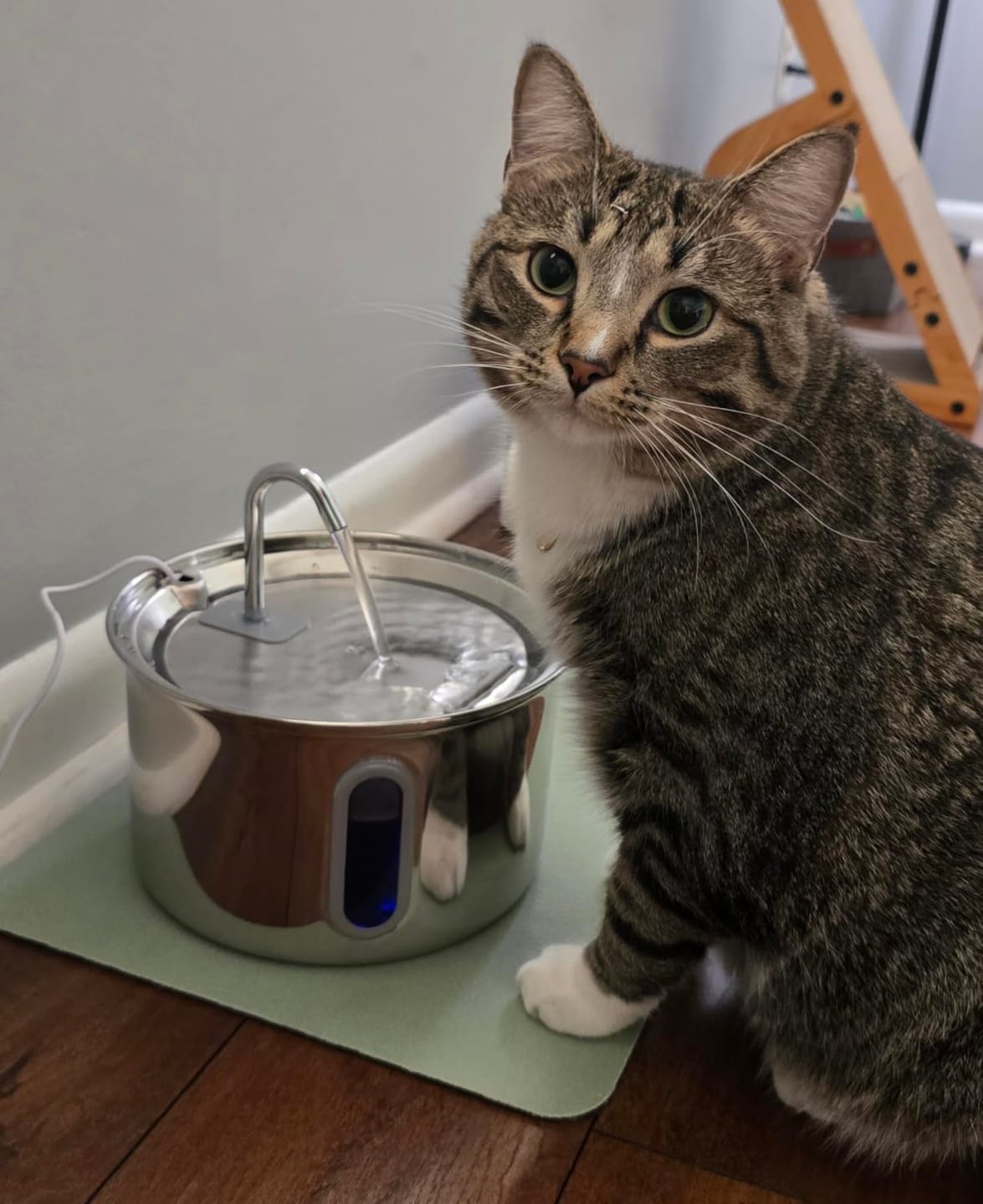 Customer photo review of PureFlow™   Pet Water Fountain