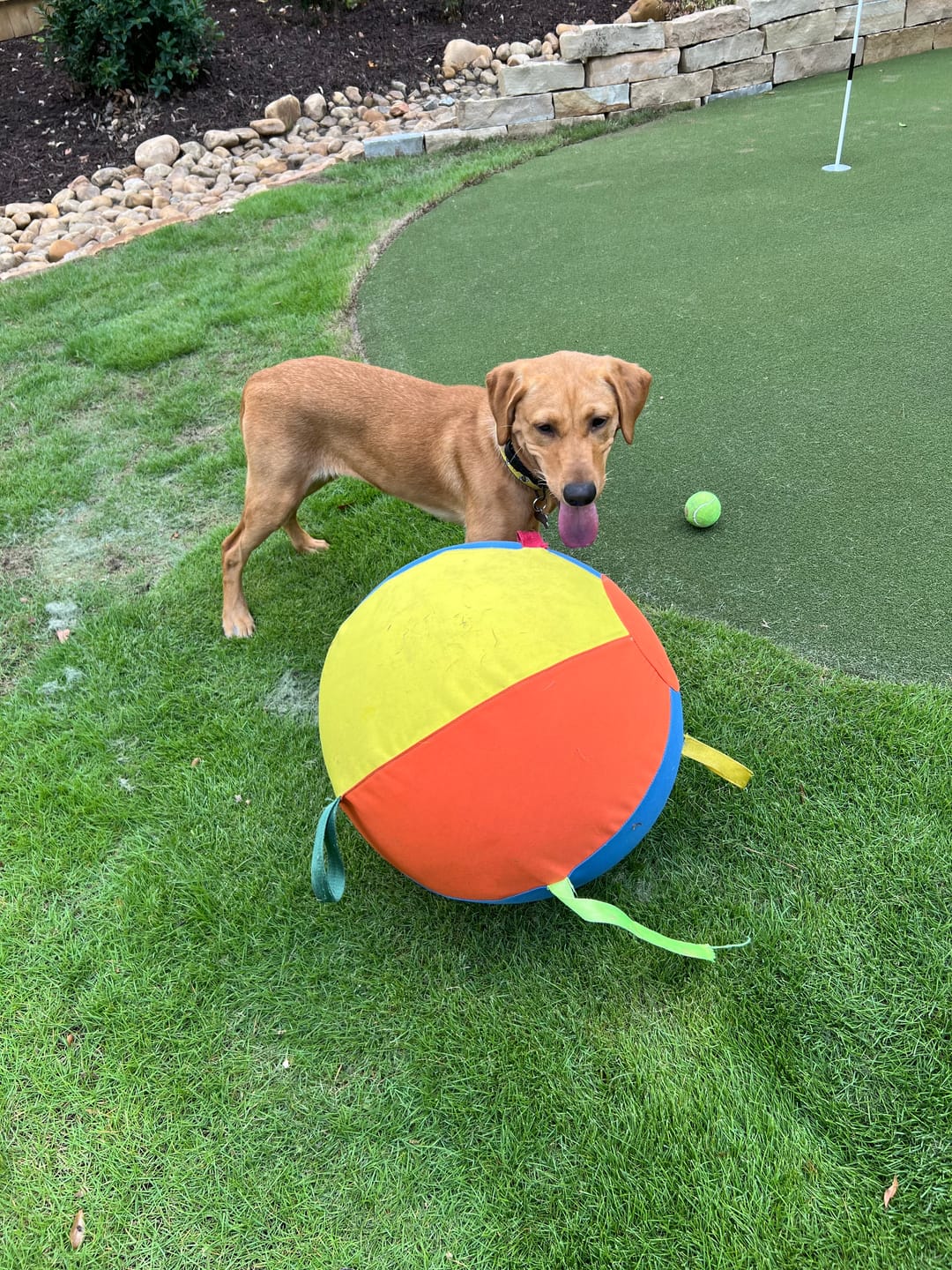 Customer photo review of Calming Jumbo Ball