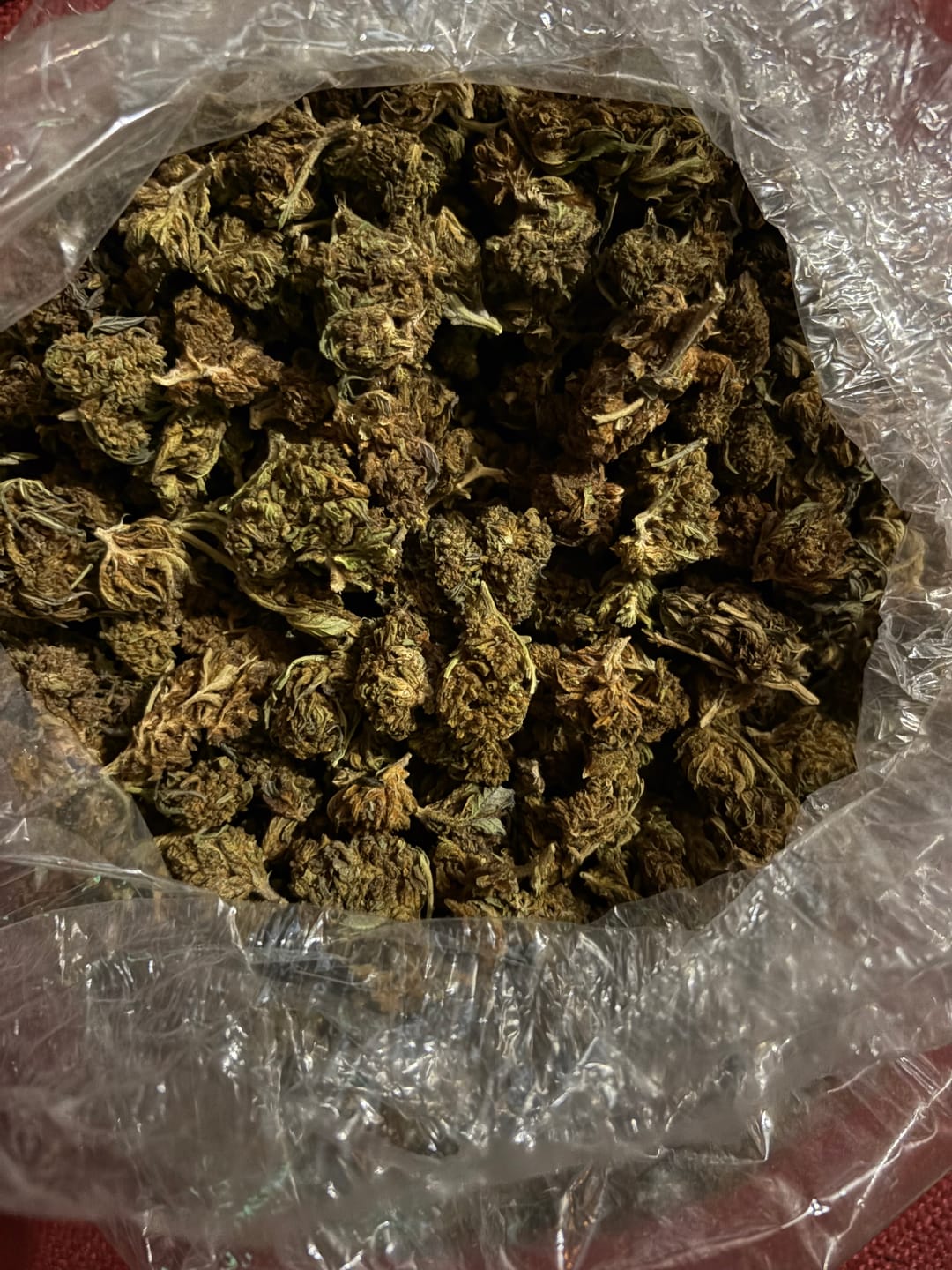 Customer photo review of THCA Flower Budget Buds