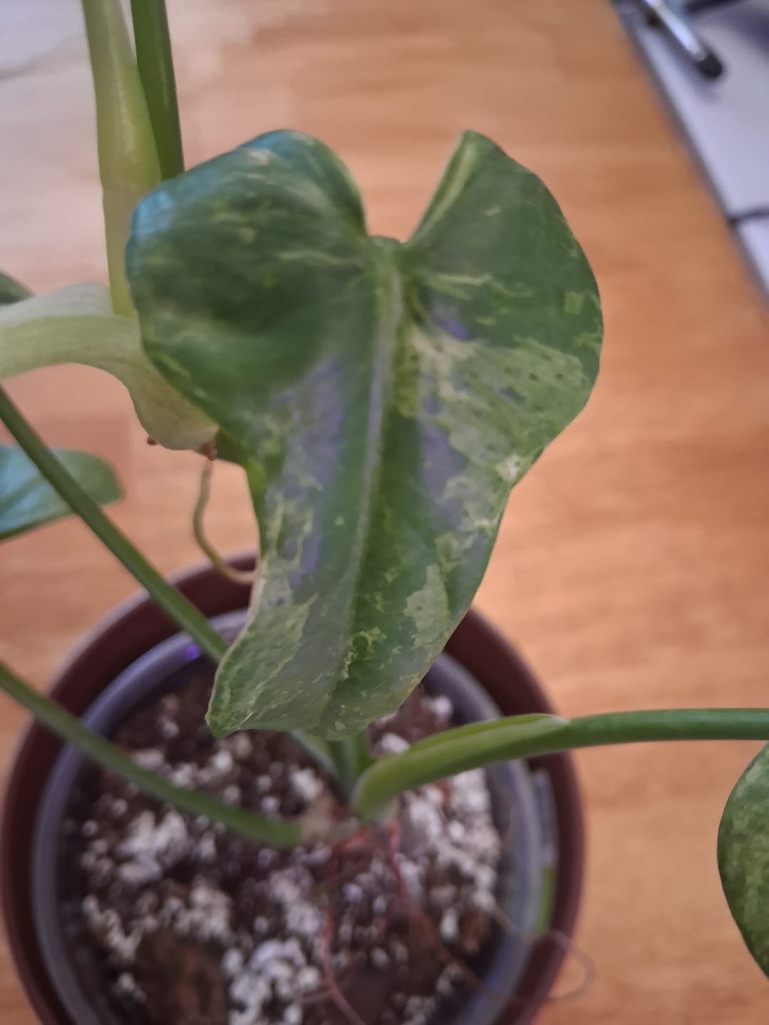 Customer photo review of Philodendron bipennifolium 'Splash Gordon'