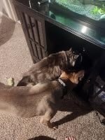 Customer photo review of PureFlow™   Pet Water Fountain
