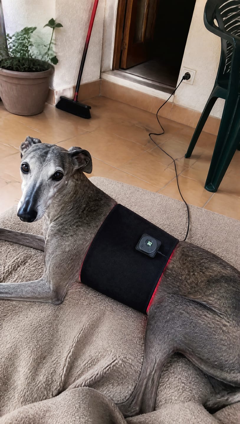 Customer photo review of Cinturón de Luz Roja para Perros