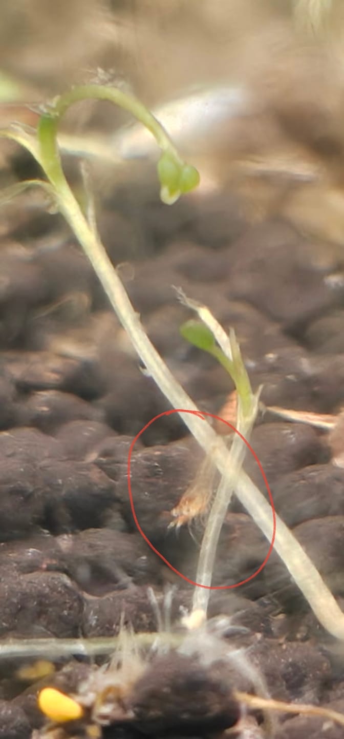 Customer photo review of Neocaridina Skittles Shrimp Pack – Assorted Freshwater Colors