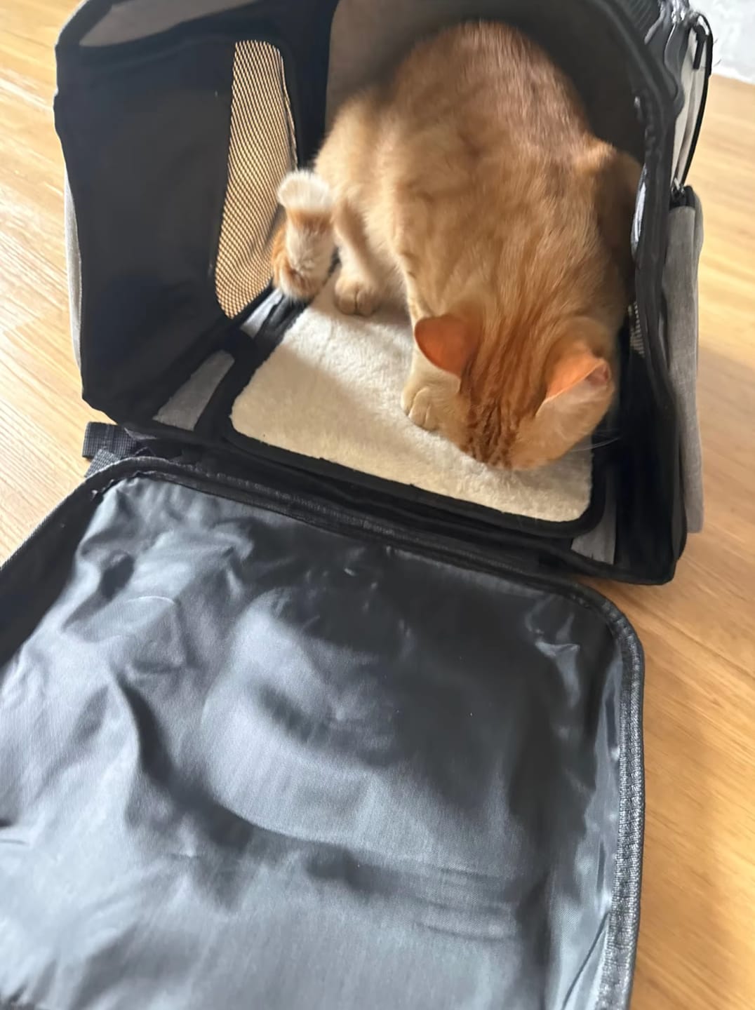 Customer photo review of Aktoclean Nomad™️ – Sac à dos extensible pour chien & chat