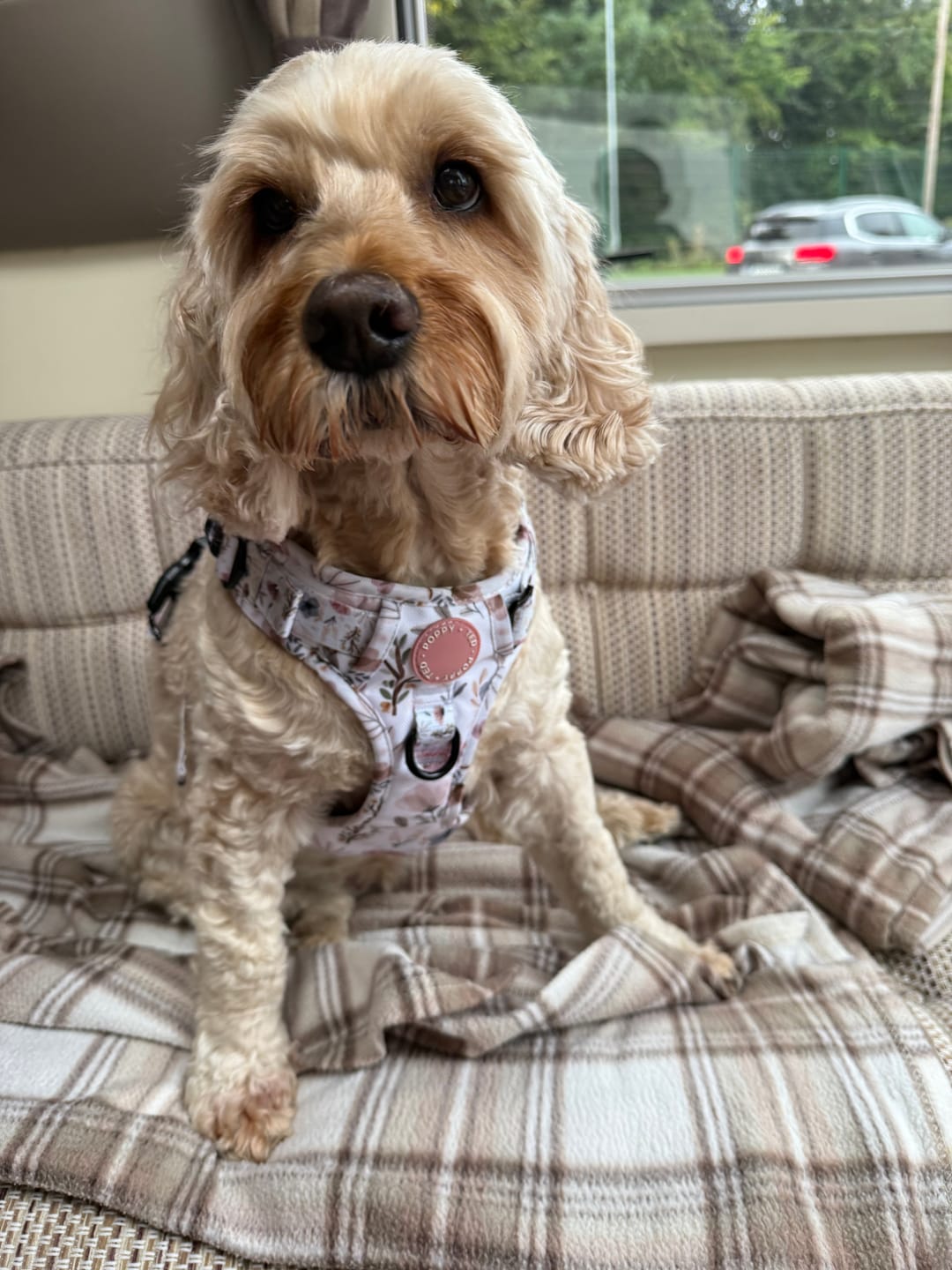 Customer photo review of 3-Click Tough Step-in Dog + Puppy Harness | Pressed Petal