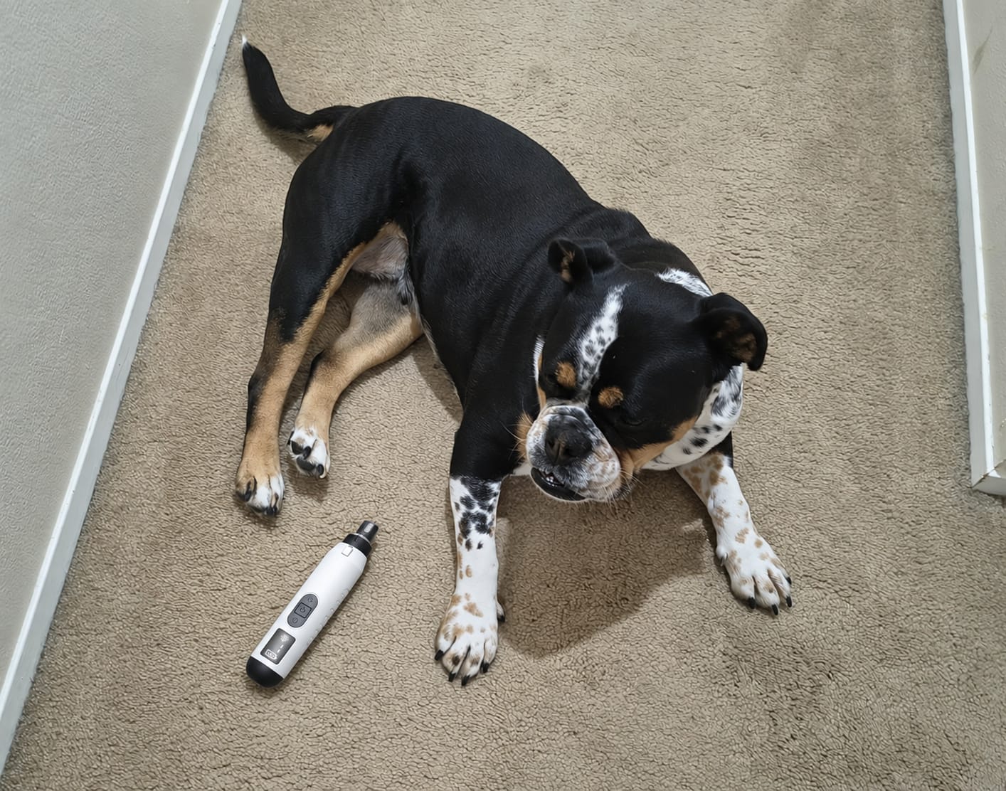 Customer photo review of Glempaws™ Stress-free, Quiet, and at Home