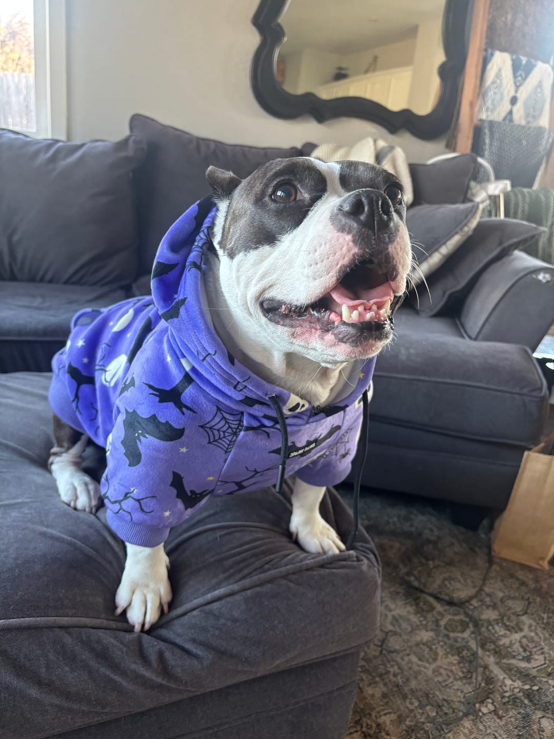Customer photo review of Halloween Dog Hoodie - Purple