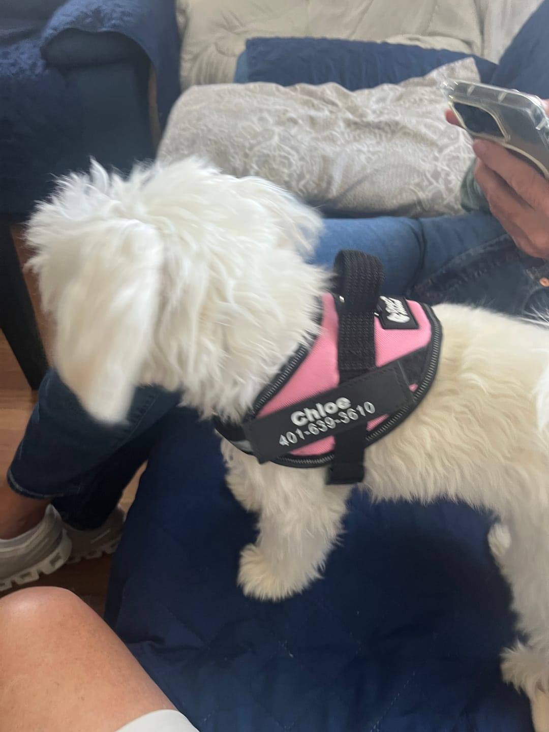 Customer photo review of Dogshood ™ Ergonomic Harness