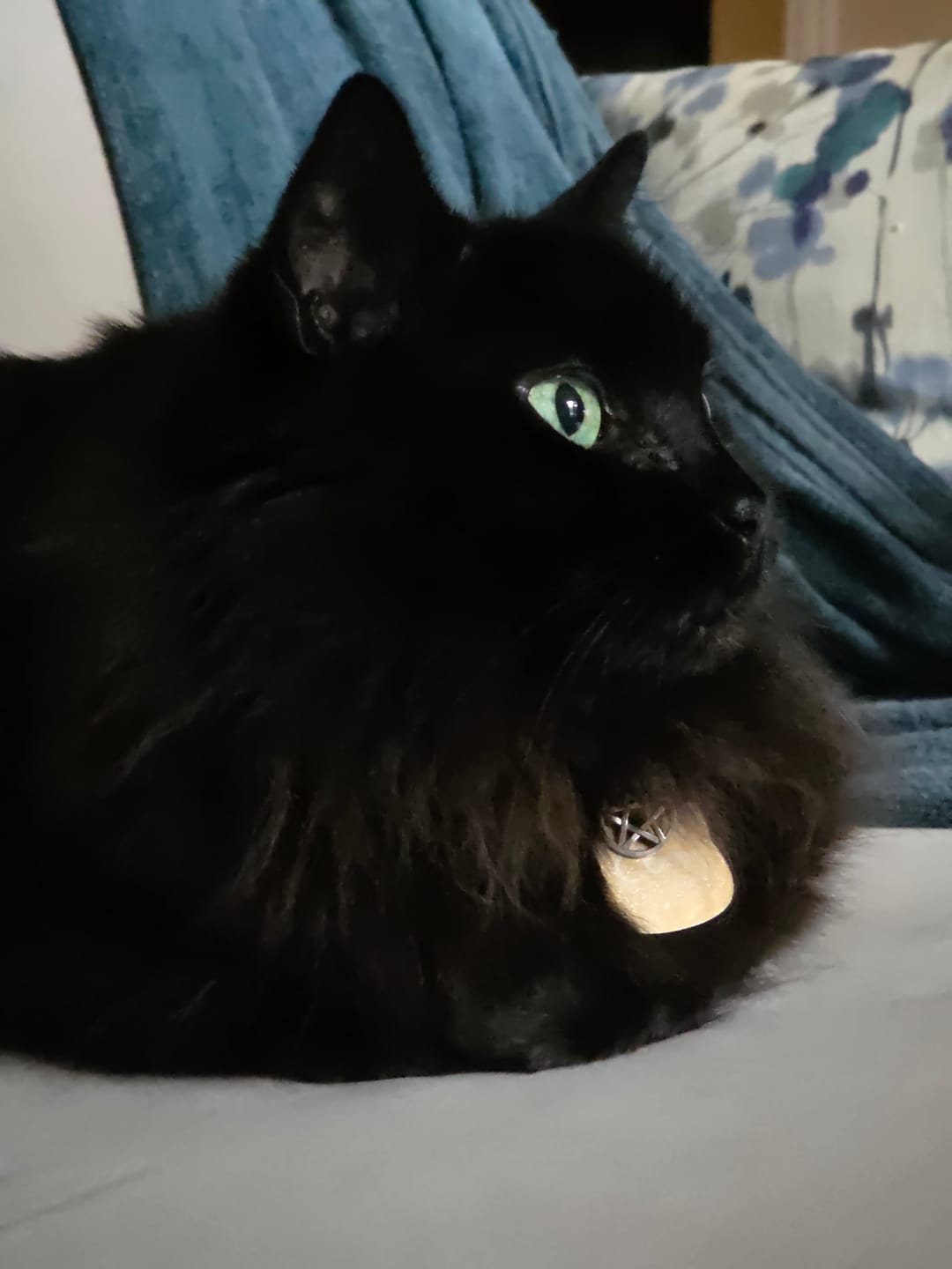 Customer photo review of Breathe Easy Cat Cold, Sneezing & Respiratory Support