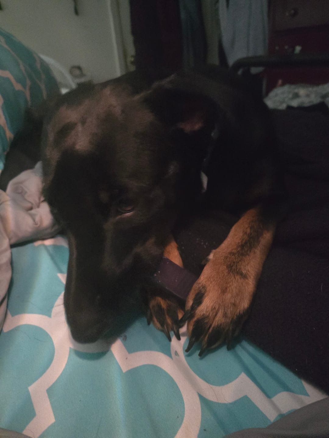 Customer photo review of Blueberry Yak Chew — Antioxidants, Vitamins C & K, Heart Health