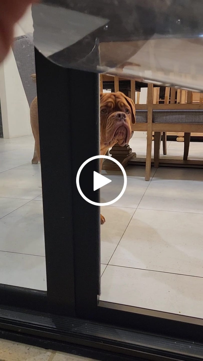 Customer video review of Patio Pet Door Insert