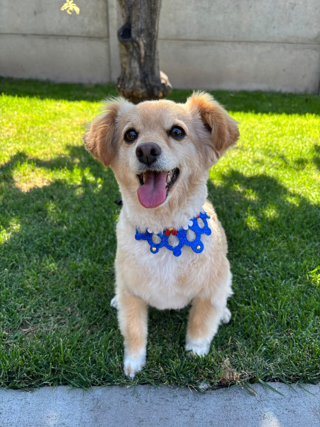 Customer photo review of PetFamily Foods Razas Pequeñas
