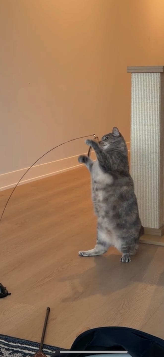 Customer photo review of Interactive Bird Simulation Cat Toy Set